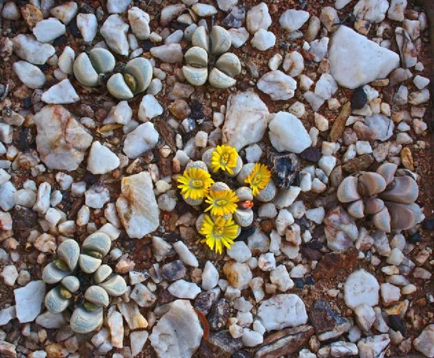 Lithops in the Richtersveld blending into their environment